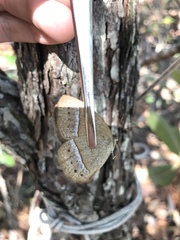 Yphthimoides patricia