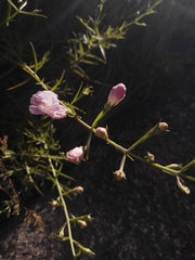 Agalinis linarioides