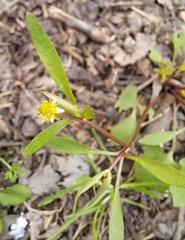 Ranunculus abortivus