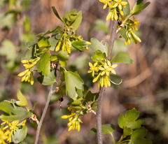 Ribes aureum