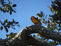 Icterus gularis