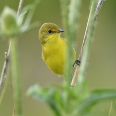 Pseudocolopteryx acutipennis