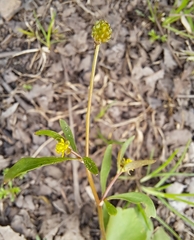 Ranunculus abortivus