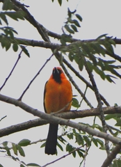 Icterus gularis