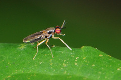 Clusiidae