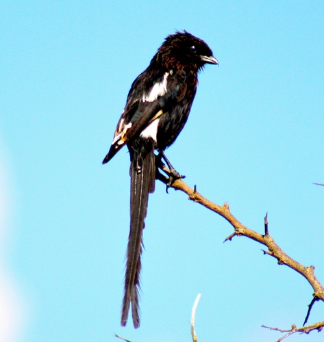 Urolestes melanoleucus
