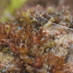 Microbryum floerkeanum