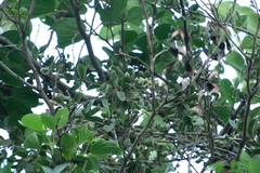 Erianthemum virescens