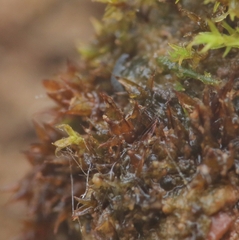 Microbryum floerkeanum