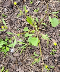 Ranunculus abortivus