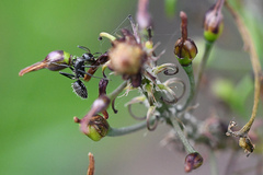 Camponotus niveosetosus