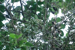 Erianthemum virescens