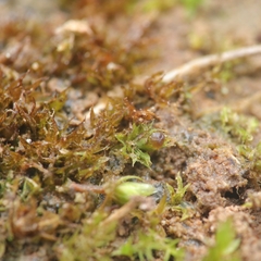 Microbryum floerkeanum