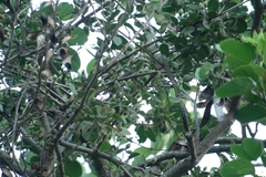 Erianthemum virescens