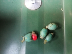 Erianthemum virescens