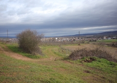 Microbryum floerkeanum