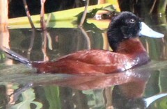 Oxyura ferruginea