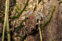Diasporus diastema
