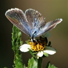 Hemiargus