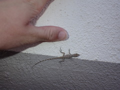 Anolis bonairensis