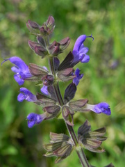 Salvia verbenaca