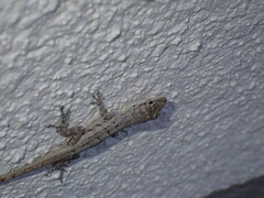 Anolis bonairensis