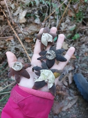 Astraeus hygrometricus