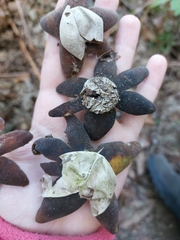 Astraeus hygrometricus