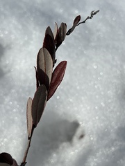 Chamaedaphne calyculata