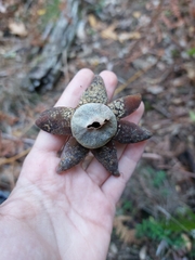 Astraeus hygrometricus