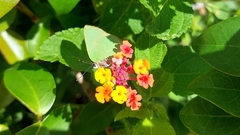 Cyanophrys herodotus