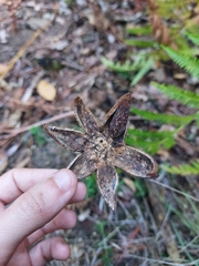 Astraeus hygrometricus