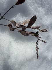 Chamaedaphne calyculata