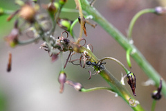 Camponotus niveosetosus