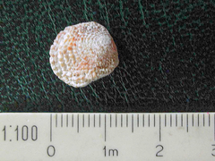 Pseudochama gryphina