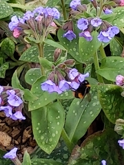 Bombus terrestris audax