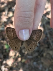 Yphthimoides patricia