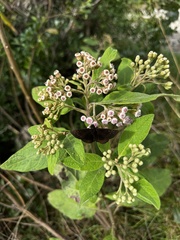 Ephyriades brunnea floridensis
