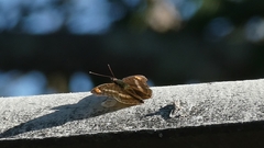 Doxocopa