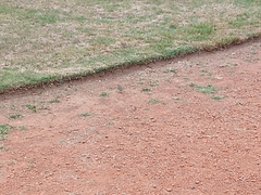 Passer domesticus