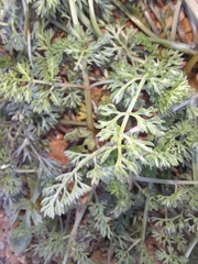 Scandix pecten-veneris