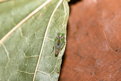 Viridicerus ustulatus