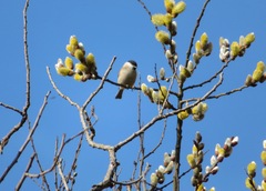 Poecile palustris