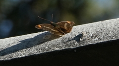 Doxocopa