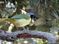 Cyanocorax yncas