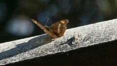 Doxocopa