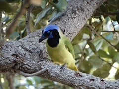 Cyanocorax yncas