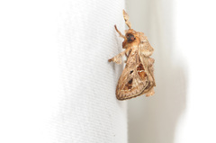 Euclea distrahens