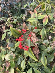 Nandina domestica