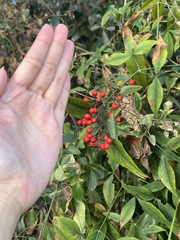 Nandina domestica